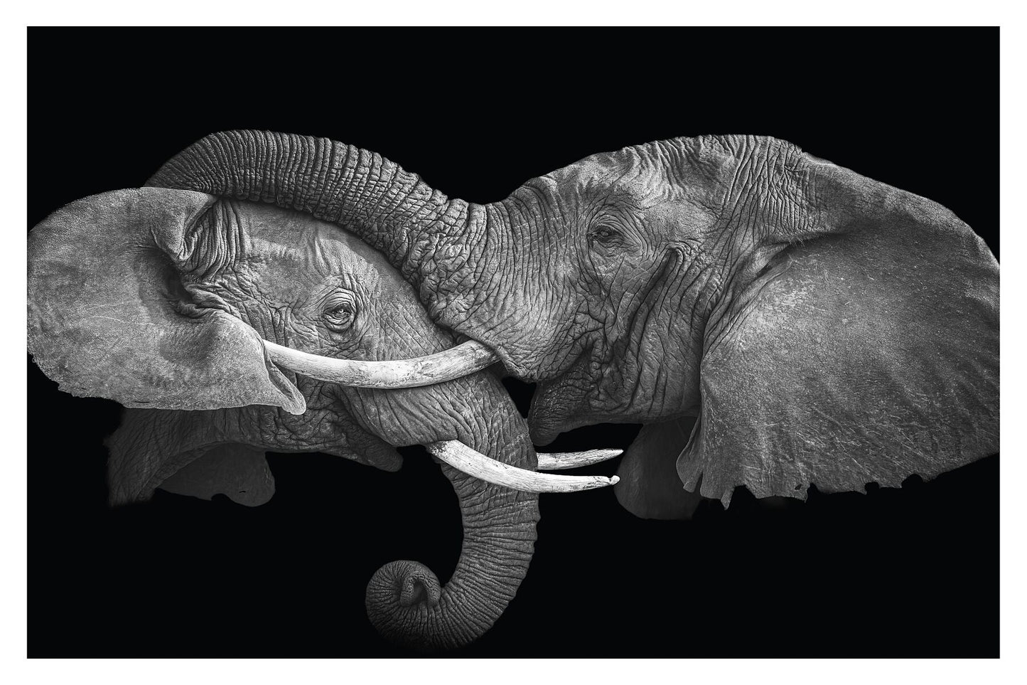 Photograph of one elephant having his trunk on the head of another elephant.