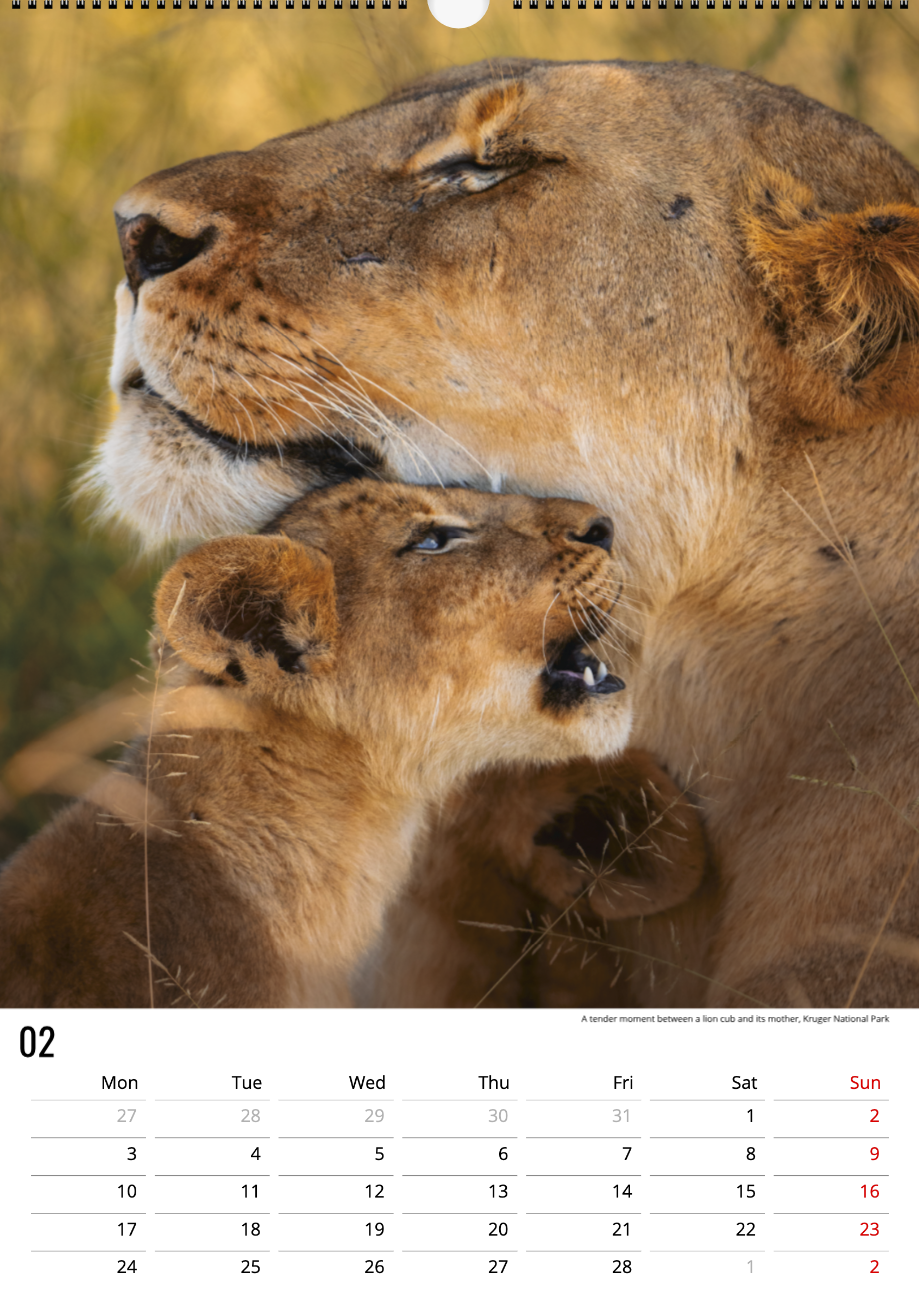 Safari Calendar 2025 (A3)
