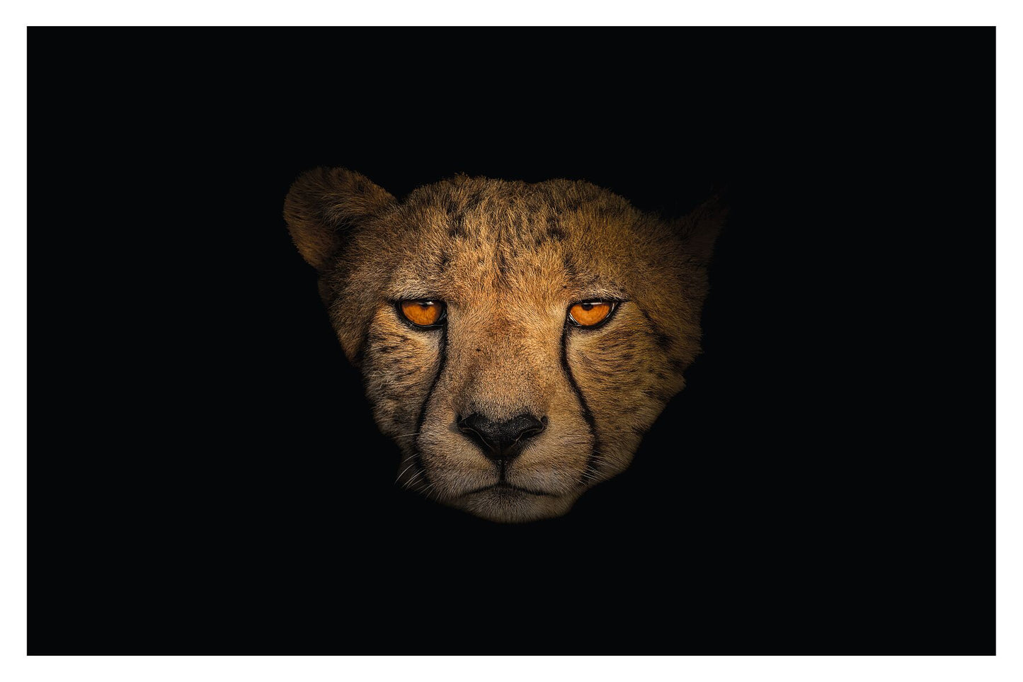 A photograph showcasing the amber eyes and a Cheetah's face up close appearing from the darkness.