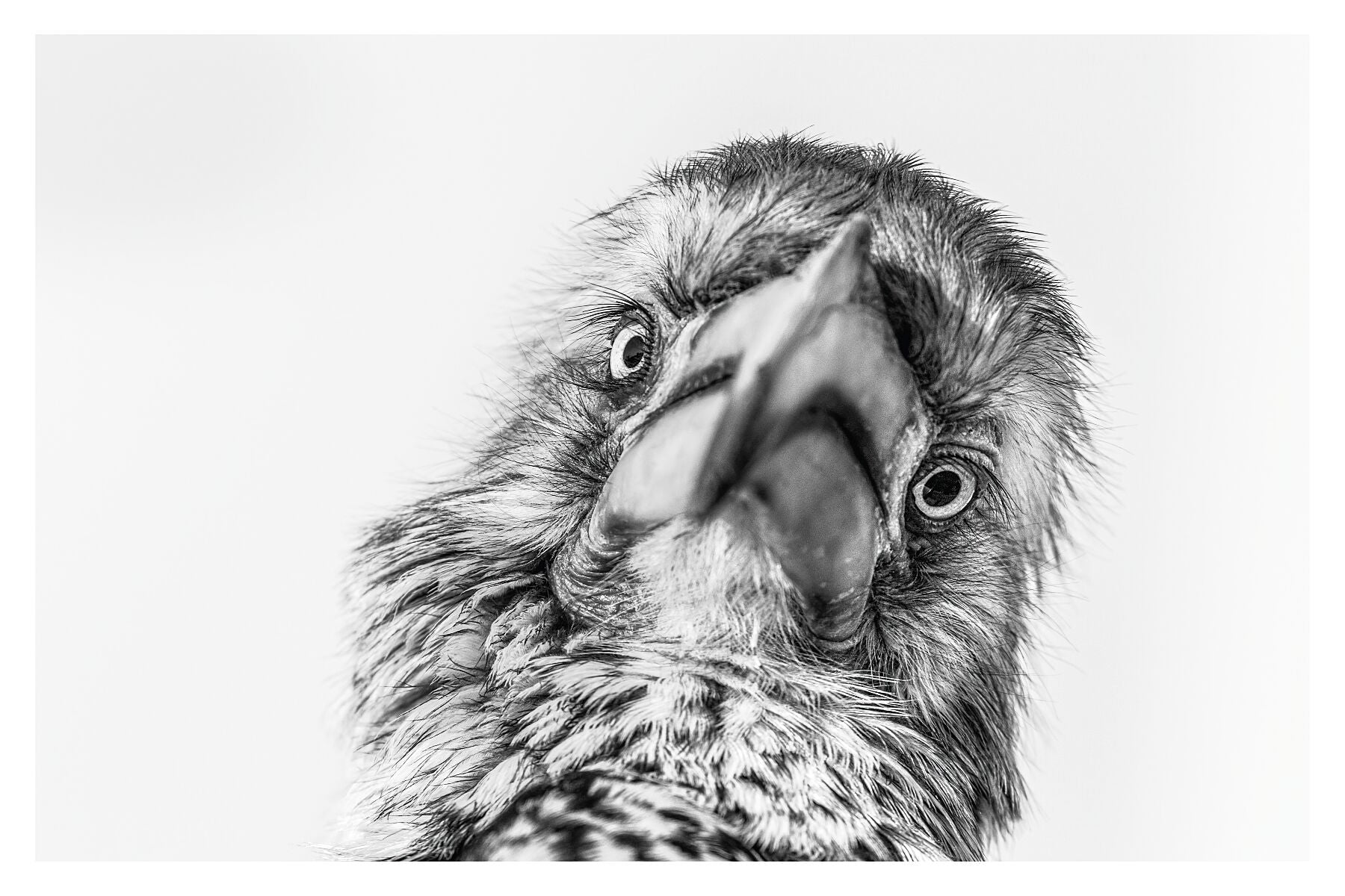 A photograph of a hornbill’s face looking straight into the camera