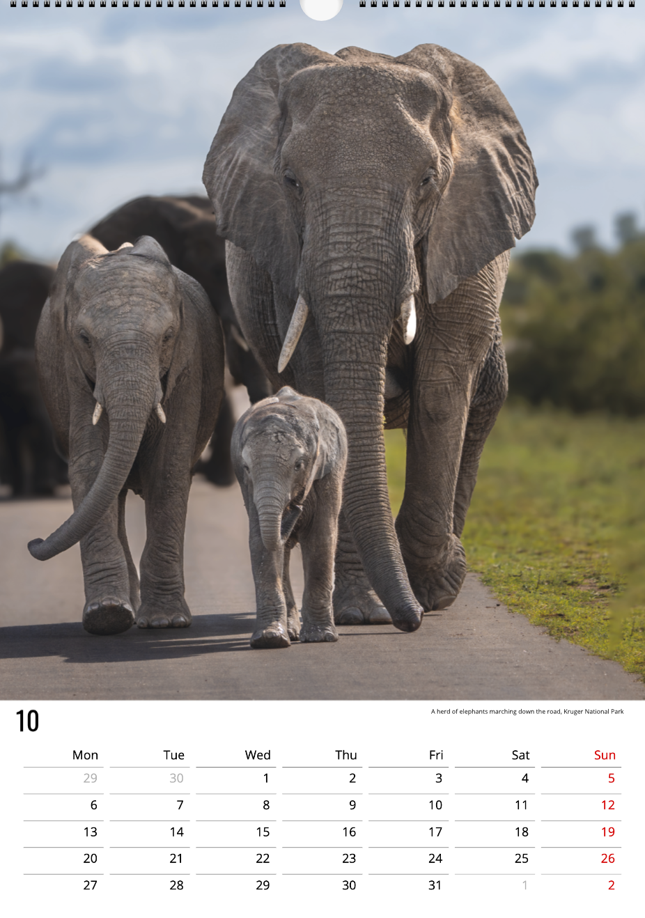 Safari Calendar 2025 (A3)