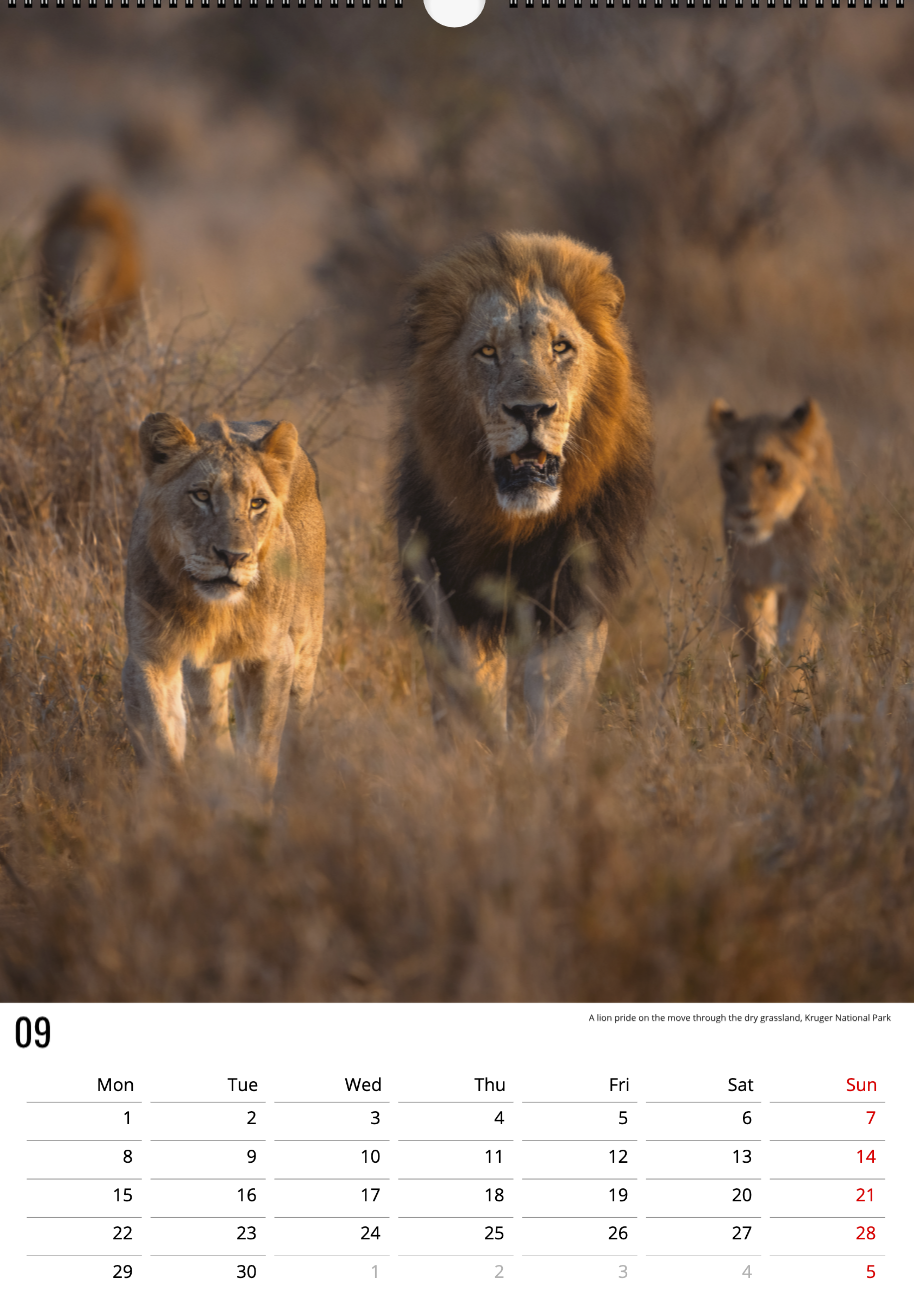 Safari Calendar 2025 (A3)