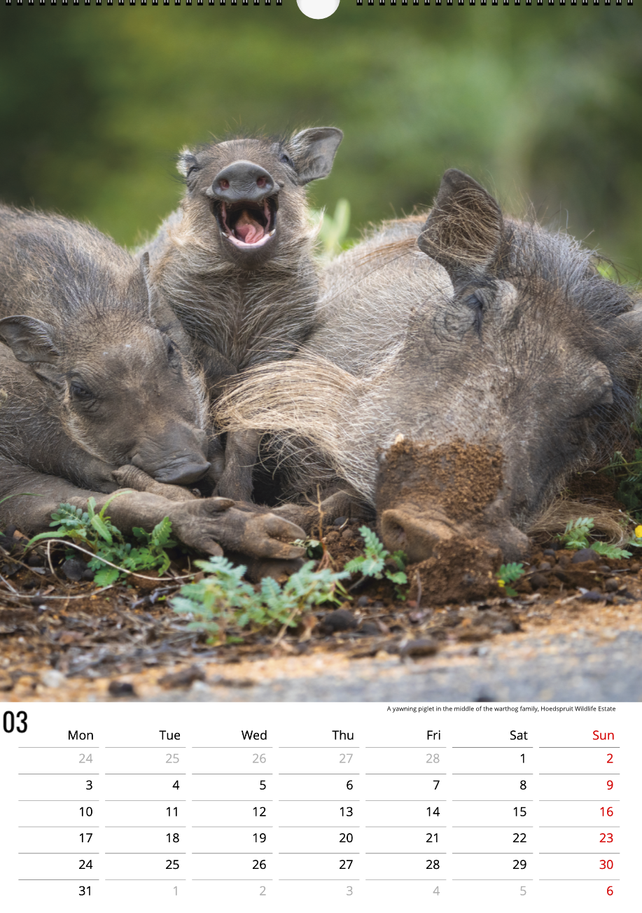 Safari Calendar 2025 (A3)