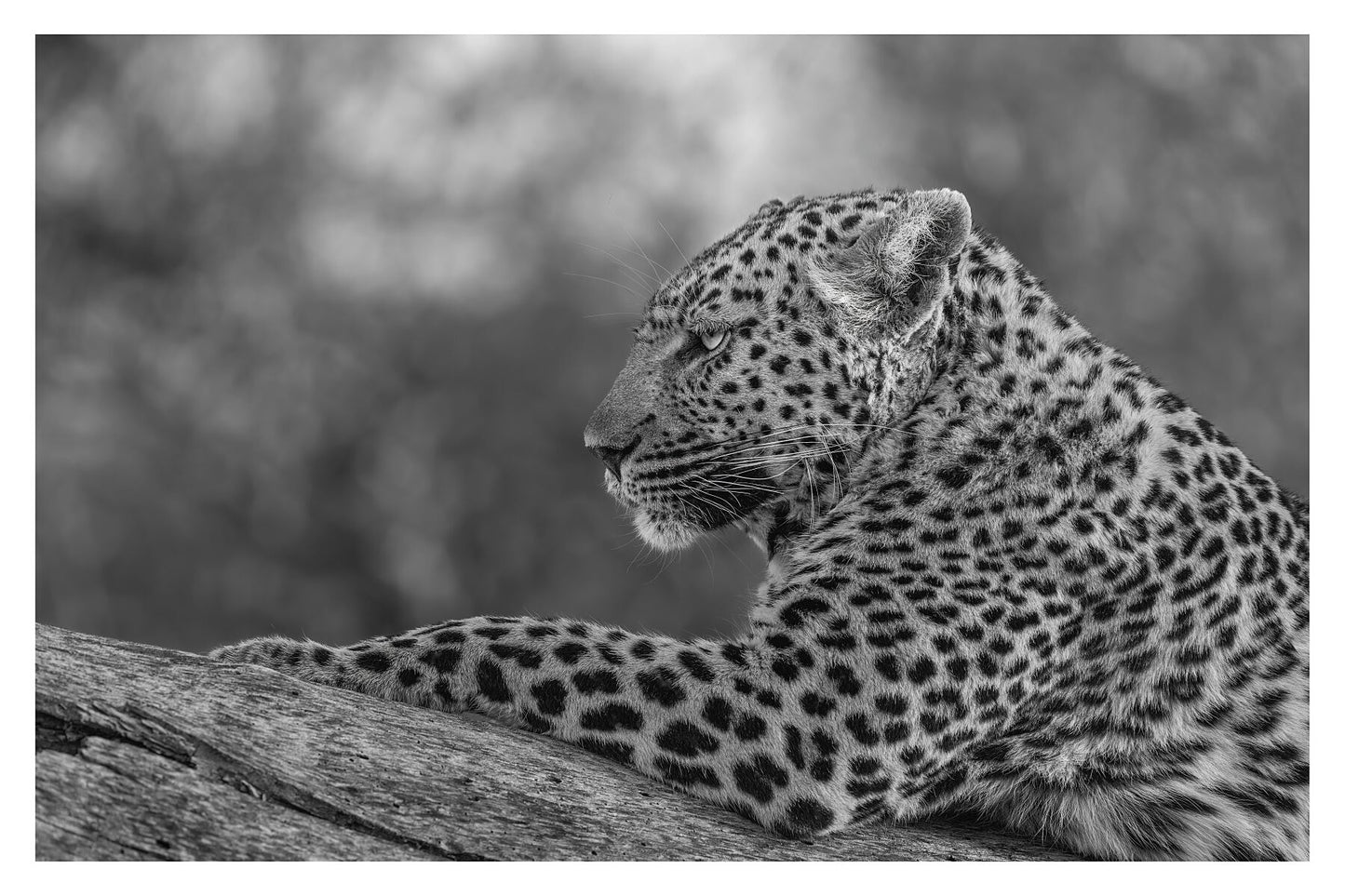 A black and white photograph of a leopard lazing on a branch glancing into the distance