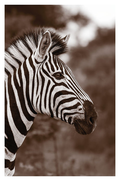 A photograph of a zebra's head in sepia colors with a blurred background