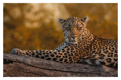 A closeup of a leopard laying on a branch with golden bokeh in the background looking in to the camera.