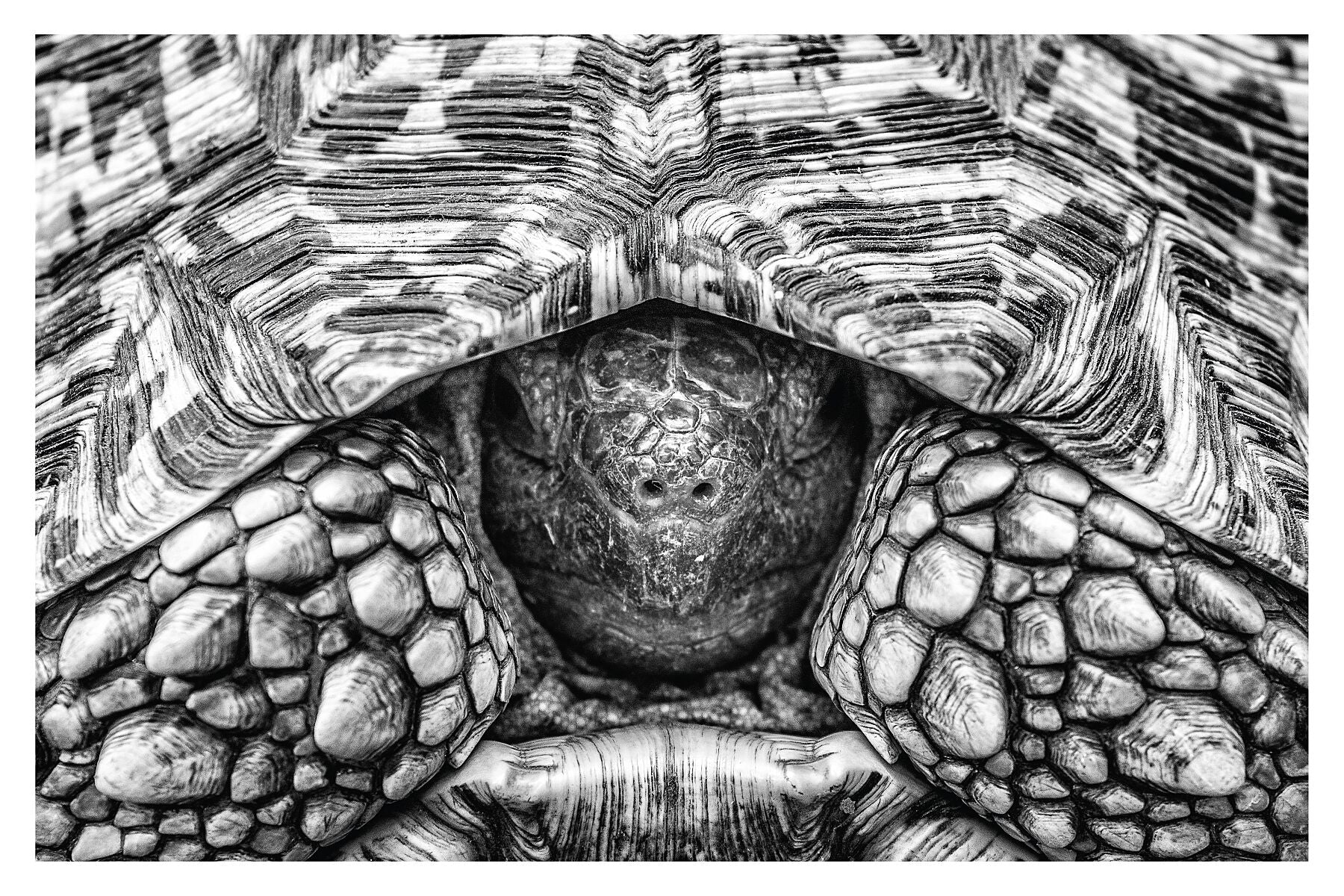 A closeup photograph of a leopard tortoise peeping out its shell black and white.