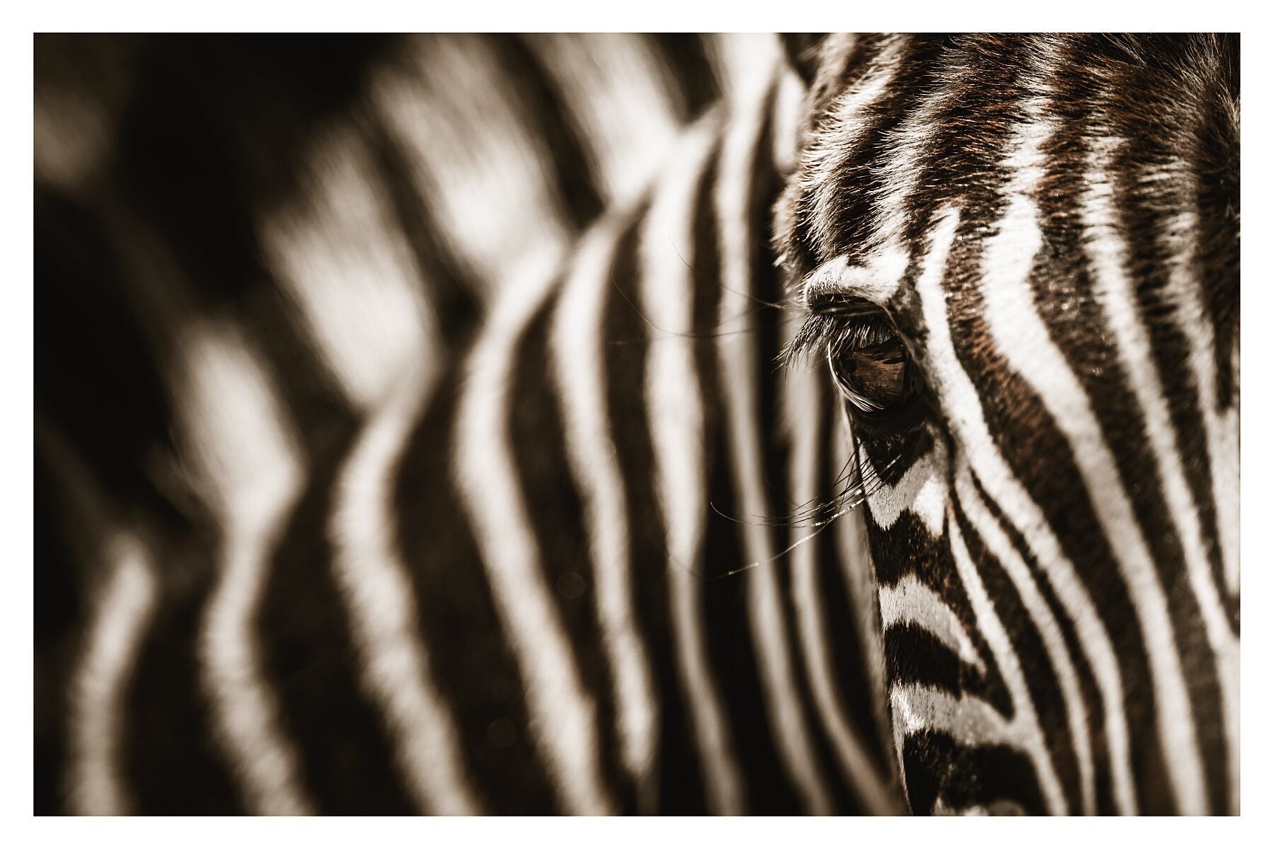 A closeup photograph of a zebra's eye 