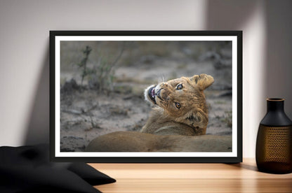 A photograph of a cute lion cub looking back over its shoulder into the camera smiling standing on a sideboard next to a vase.