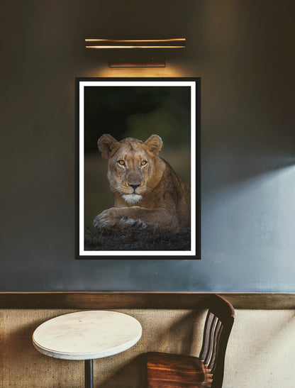 A photograph of a lioness hanging on a greyish wall above a chair and a table.