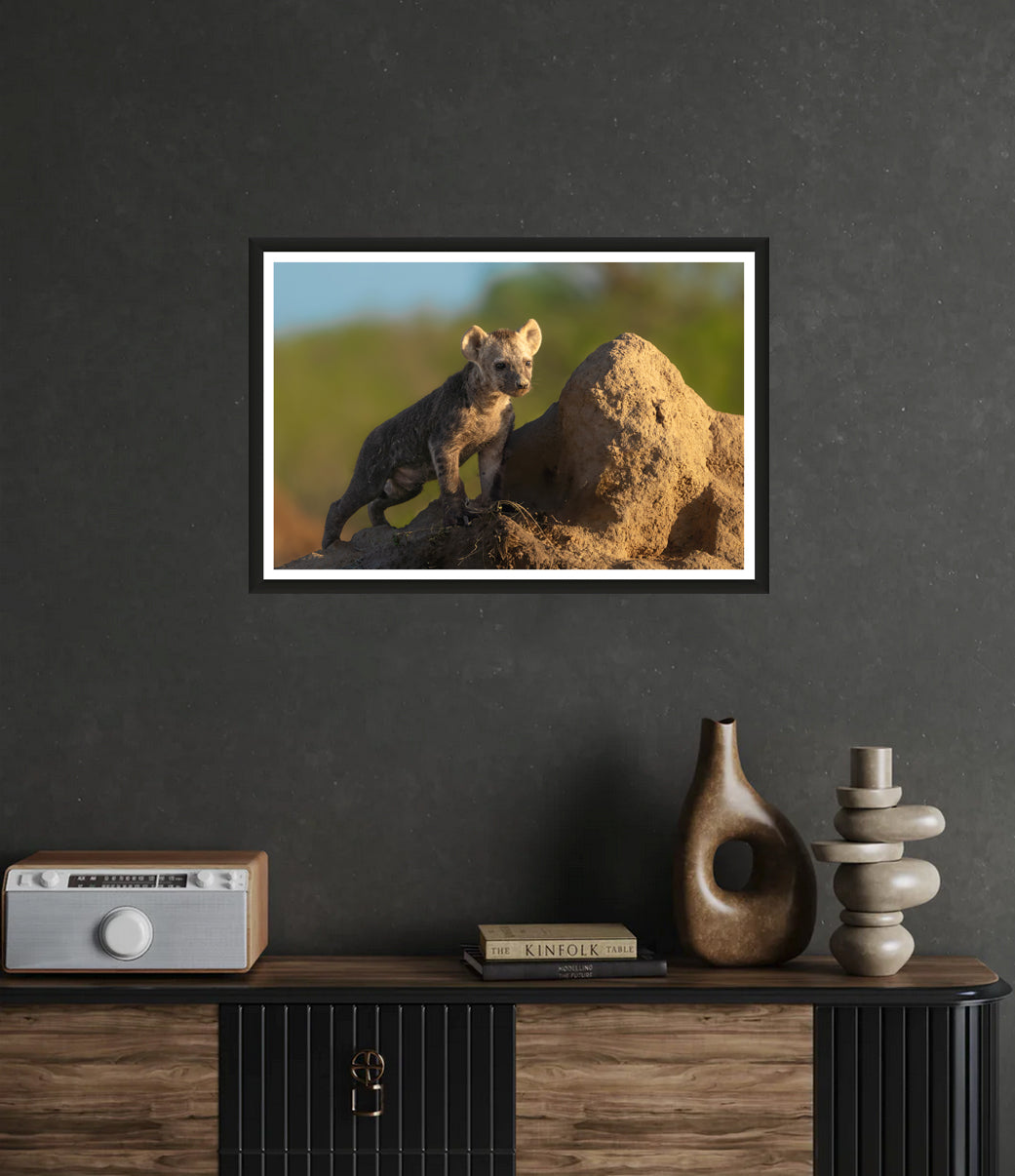 Hyena Cub