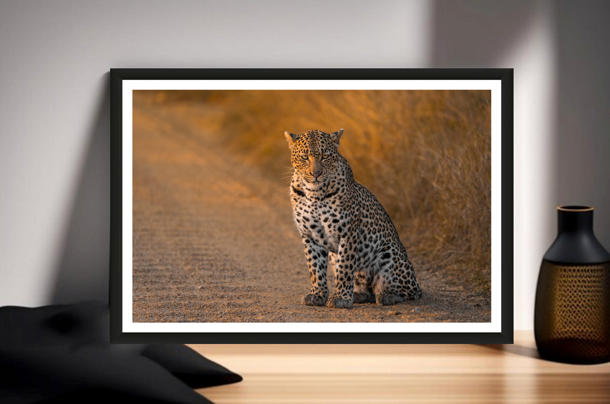 The photograph of a female leopard sitting in the dirt road in Kruger National Park in the golden morning light standing on a sideboard next to a vase.