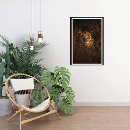 The photograph of a young lion lurking in the dry grass in the golden light while looking directly into the camera hanging on a white wall with a chair and plants standing in the corner.