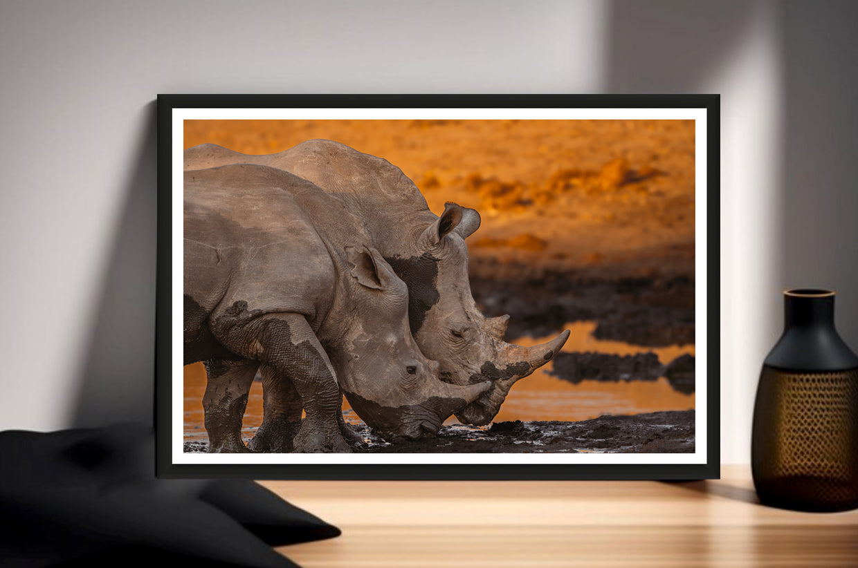 Rhino Sunset