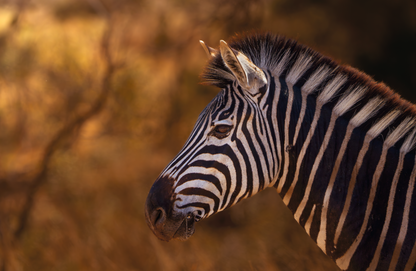 Golden Stripes