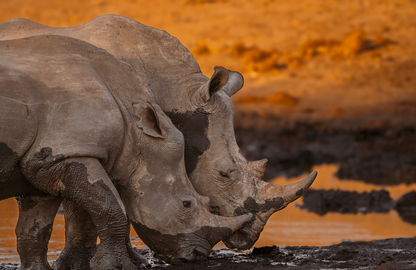Rhino Sunset