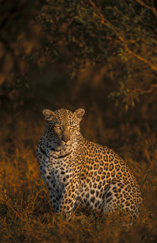 Leopard