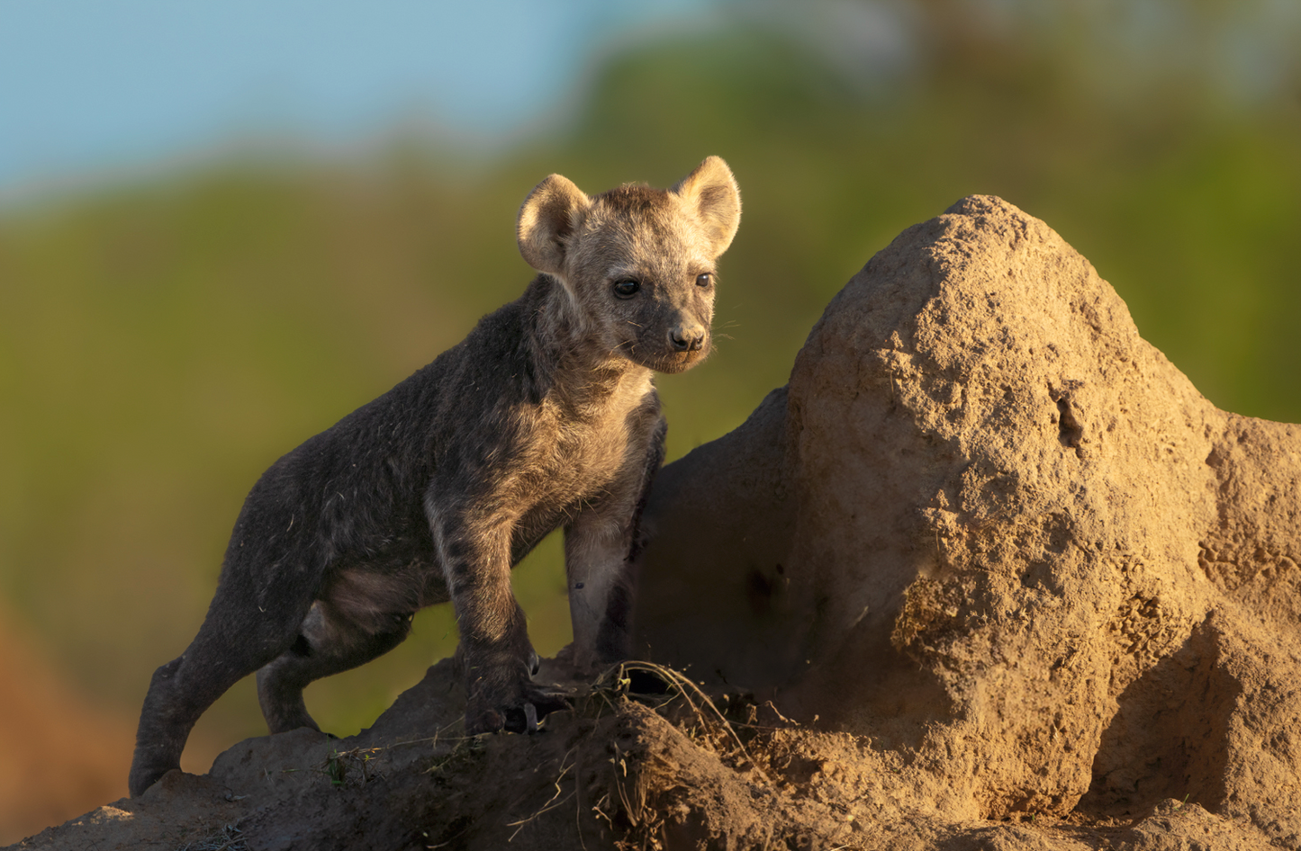 Hyena Cub