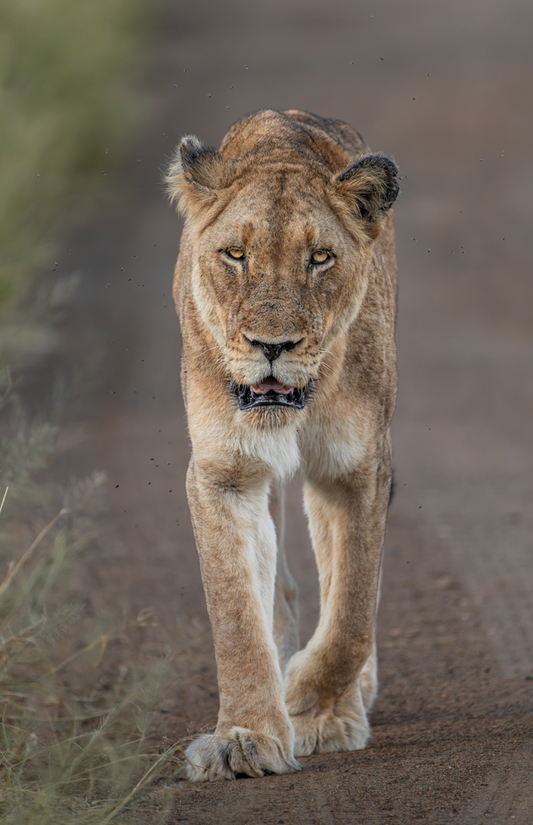 Queen on Patrol