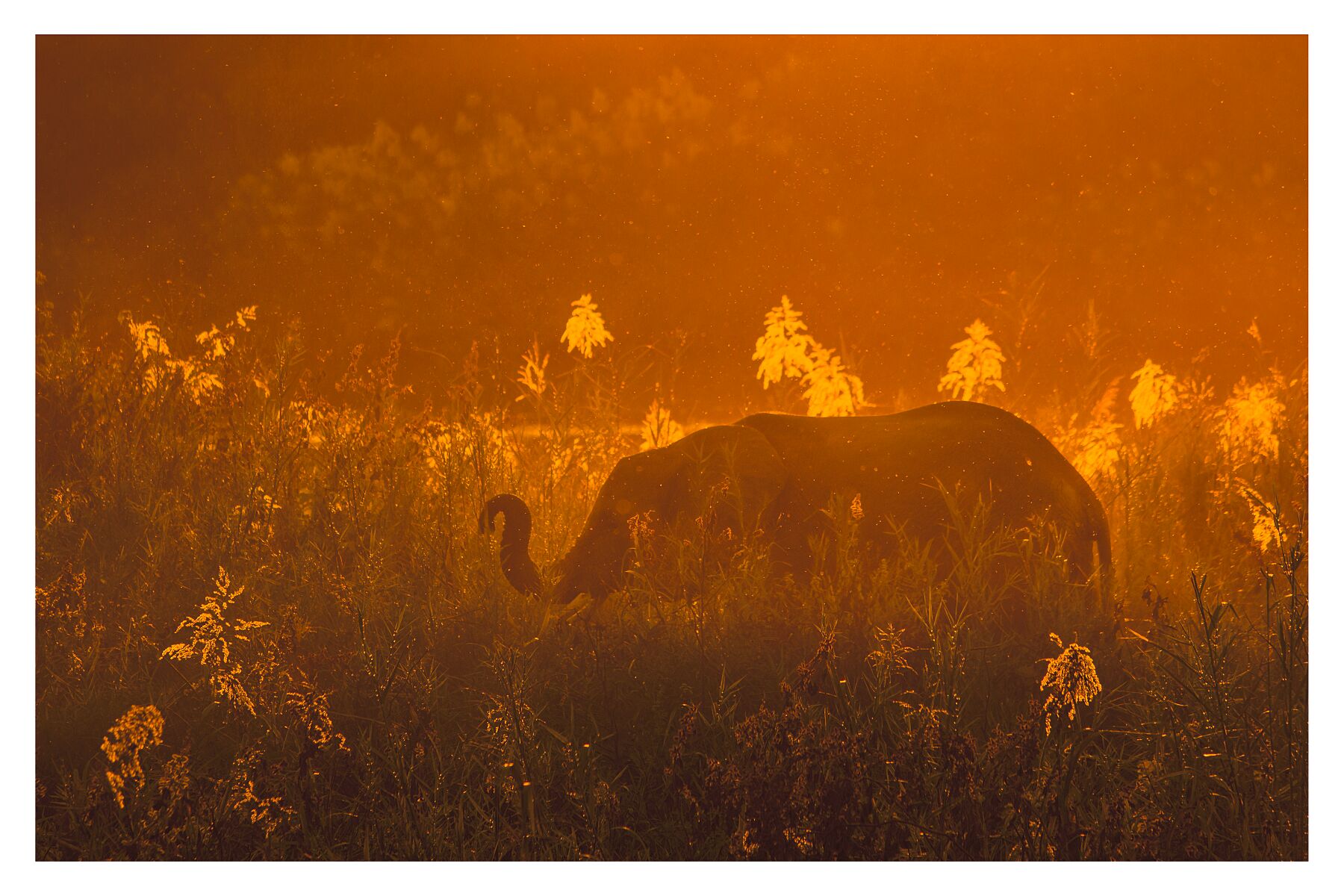 A photograph showing an elephant's silhouette standing in the reeds with an orange sky during sunset 