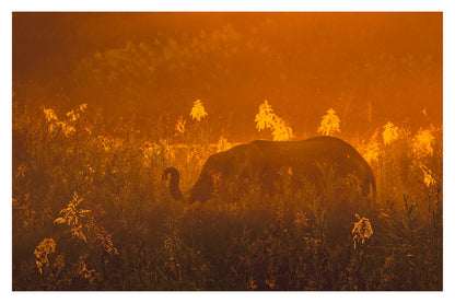 A photograph showing an elephant's silhouette standing in the reeds with an orange sky during sunset 