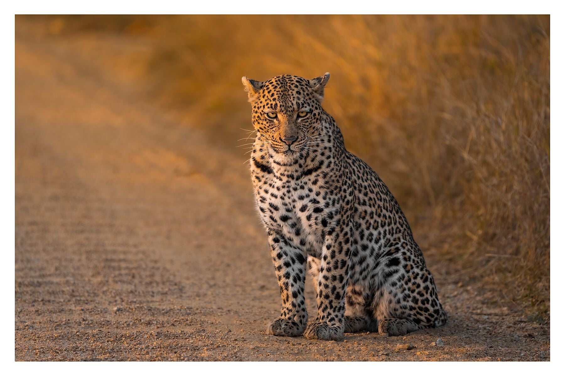 a female leopard sitting in the dirt road in Kruger National Park in the golden morning light. 