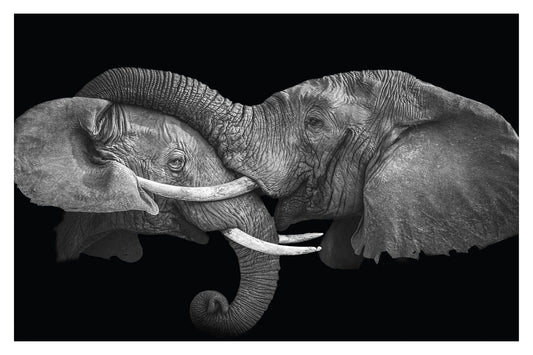 Photograph of one elephant having his trunk on the head of another elephant.  