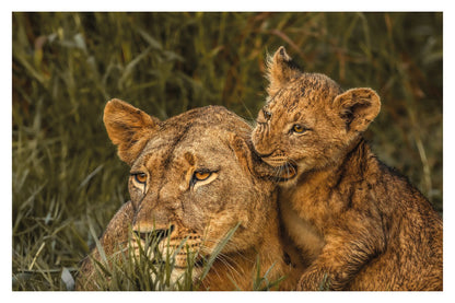 A photograph of a cute lion cub biting into his mother’s ear