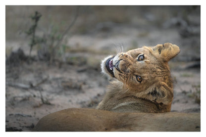 A photograph of a cute lion cub looking back over its shoulder into the camera smiling