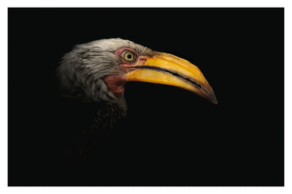 The yellow bill of a Southern Yellow-billed Hornbill and its face appearing from the dark 