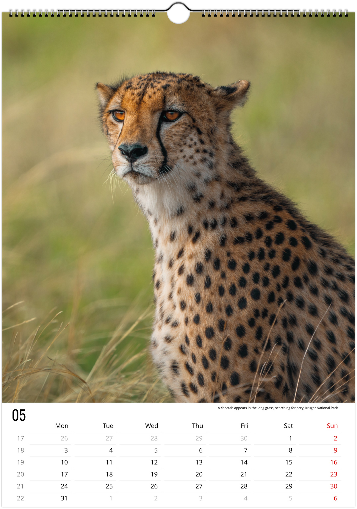 Safari Calendar 2027 (A3)
