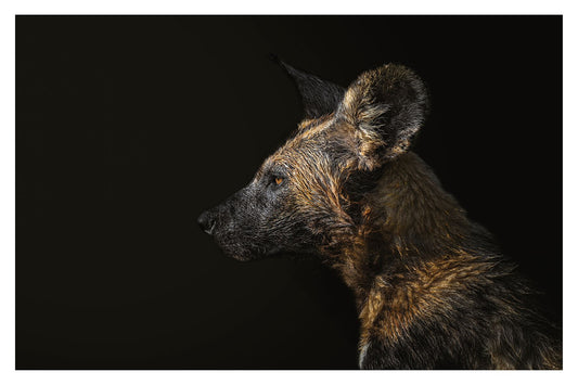 A photograph of a wild dog's face and neck with a wet coat